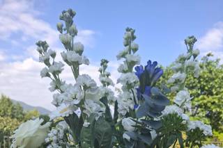 Zubini fiori - 17