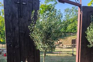 Ranch Mary - 6