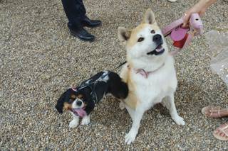 Le Mariage Parfait - Wedding Pet Sitting - 4