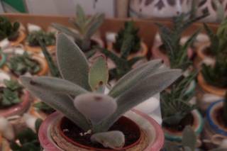 Mezzaluna bomboniere - 8