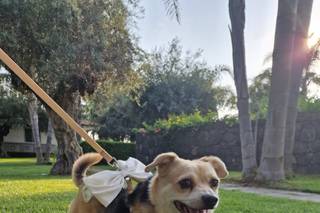 Scodinzolando Wedding Dog Sitter - 8