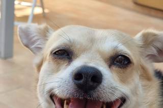 Scodinzolando Wedding Dog Sitter - 10