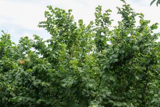 Stilicius Catering & Banqueting - 6