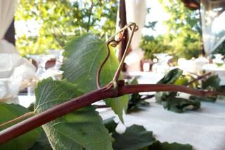 Agriturismo I Sapori dei Castelli Romani - 9