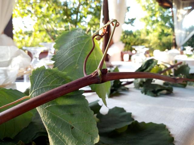 Agriturismo I Sapori dei Castelli Romani - 3