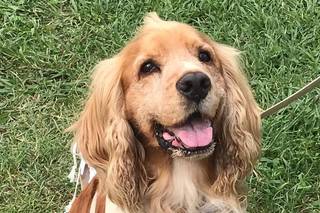 BowPawTie Accessori per Cani - 11