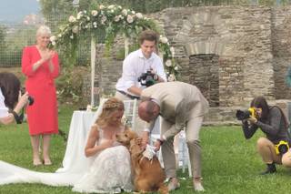 BowPawTie Accessori per Cani - 12