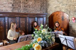 Archidee Strings - 8