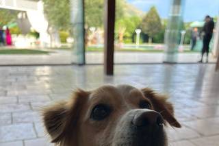 Maria Dog & Love Sitter - 14