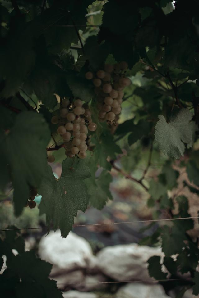 Tenuta Casa Virginia - 2