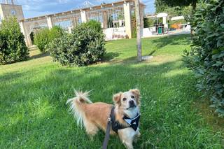 Maria Dog & Love Sitter - 15