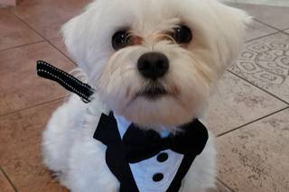 Davide - Wedding Dog Sitter - 12