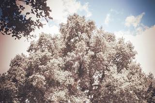 I Quattro Fratelli - 19