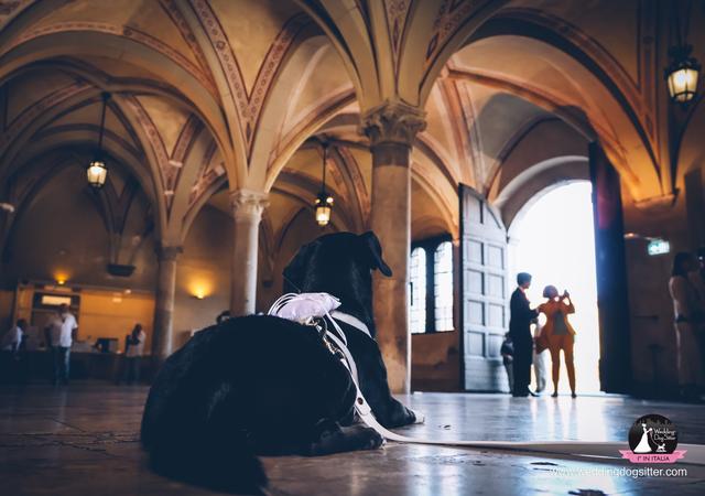 Wedding Dog Sitter - Alessio Faggi - 4