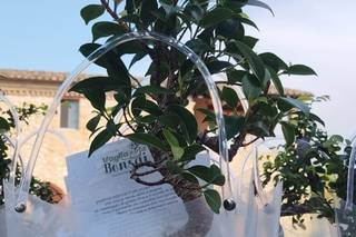 Voglia di Bonsai - 15