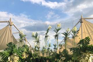 Fiorista Tony D'Angelo - 11