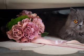 Foto Roberta Pisoni - 6