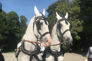 Carrozze Franchini - 12