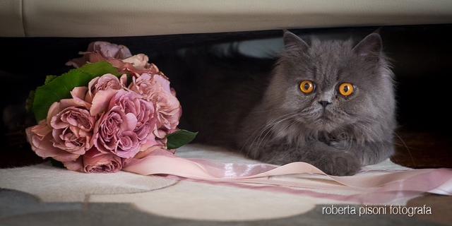 Foto Roberta Pisoni - 3