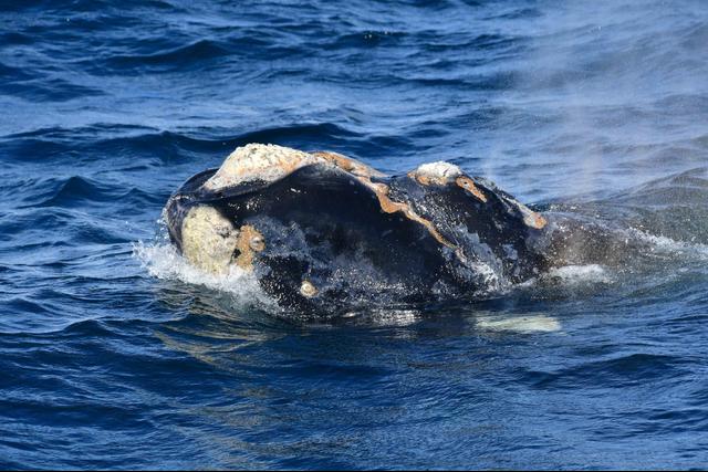 I viaggi di Gaia - 3