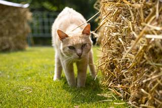 Agriturismo Il Melo Rosso - 17