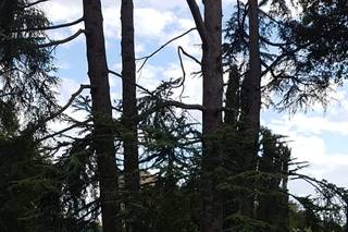 La Gardenia di Monya Spadavecchia - 10