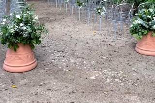Roberta Cappello Wedding - 14