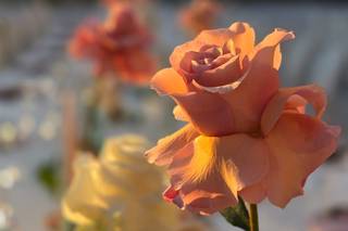 Dama Fiori - 12