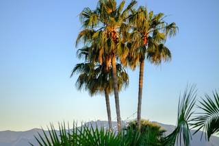 Blue Marlin Club - 5