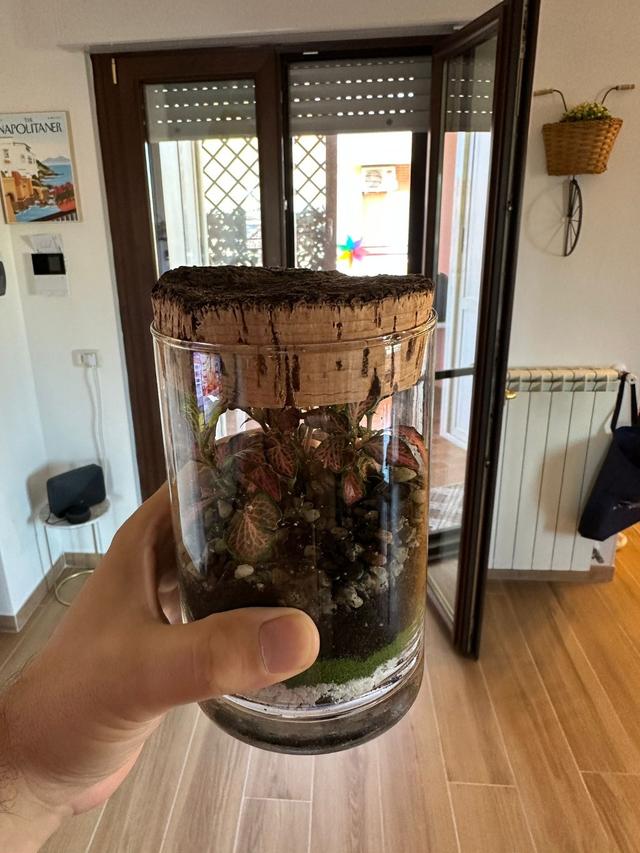 La scatola di Ward - 1