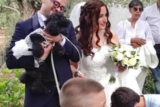 Davide - Wedding Dog Sitter - 10