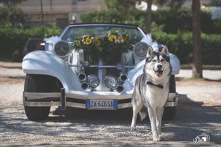 La Vale Dog Events - 4