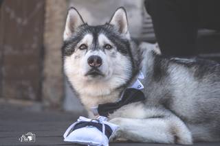 La Vale Dog Events - 6