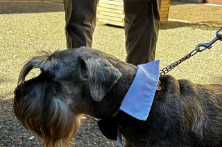 Silvia Dog Sitter for Wedding - 5