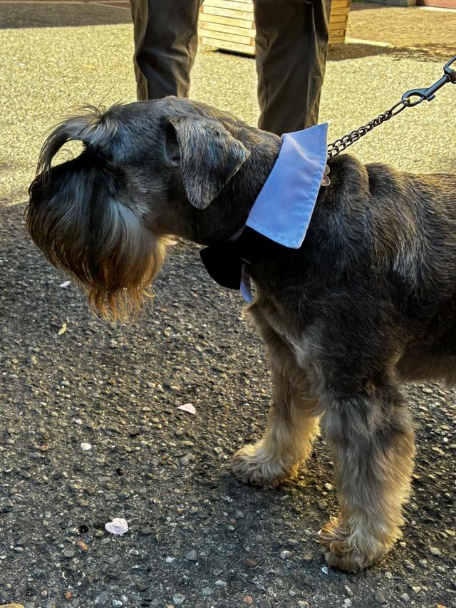 Silvia Dog Sitter for Wedding - 1