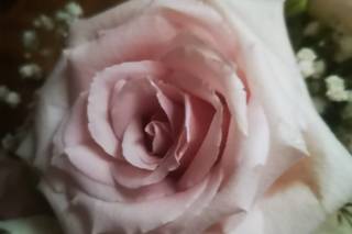 Narciso - 9