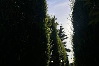 La Rosa Service - 17
