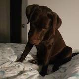 Silla