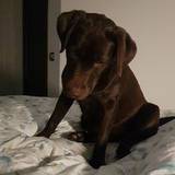 Silla