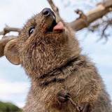 Federico