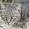 Luca