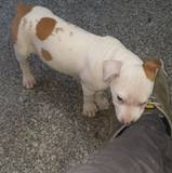 Luca