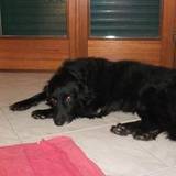 Rosaria