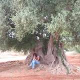 Ines