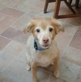 Mirko