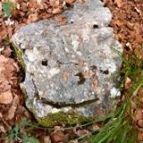 Angela