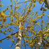 Caterina