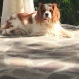 Alida