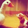 Livia