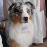 Luca